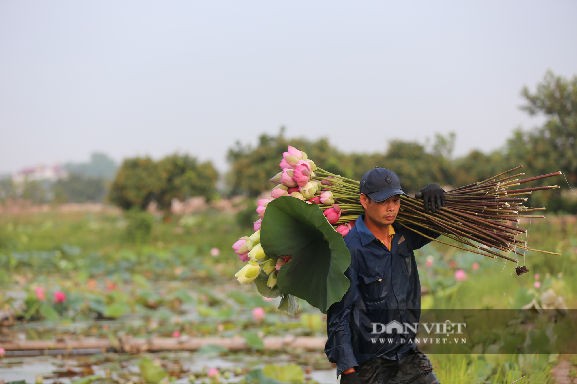 Khám phá thiên đường sen tuyệt đẹp với gần 170 loại &quot;độc nhất vô nhị&quot; ở Hà Nội - Ảnh 8.