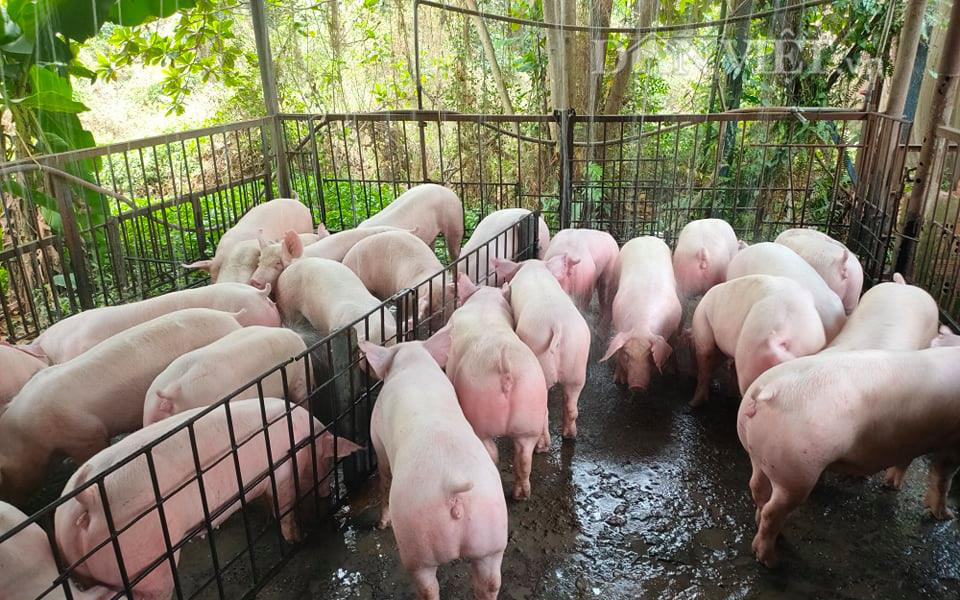 Giá lợn hơi đồng loạt giảm 4.000-6.000 đồng/kg, người chăn nuôi &quot;méo mặt&quot;, thua lỗ cận kề