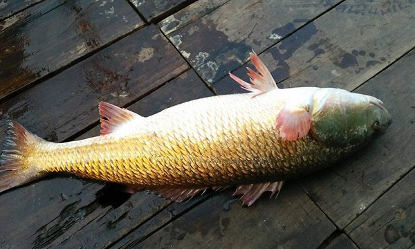 Sự thật về Sủ vàng – loài cá quý hàng tỷ đồng ở Việt Nam - Ảnh 7.