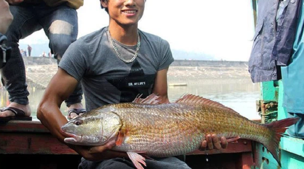 Sự thật về Sủ vàng – loài cá quý hàng tỷ đồng ở Việt Nam - Ảnh 8.
