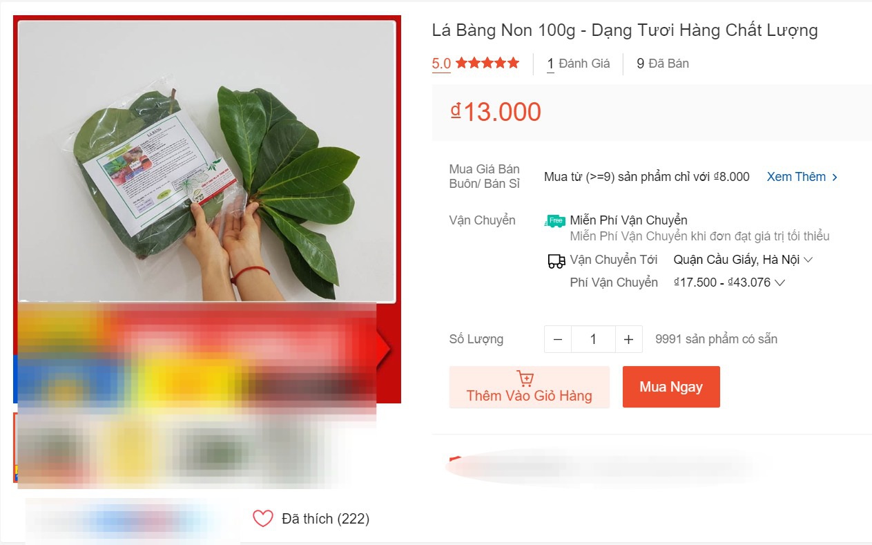 Hết lá khô 1.000 đồng, đến lượt lá bàng tươi được &quot;hét giá&quot; 100.000 đồng/kg - Ảnh 1.