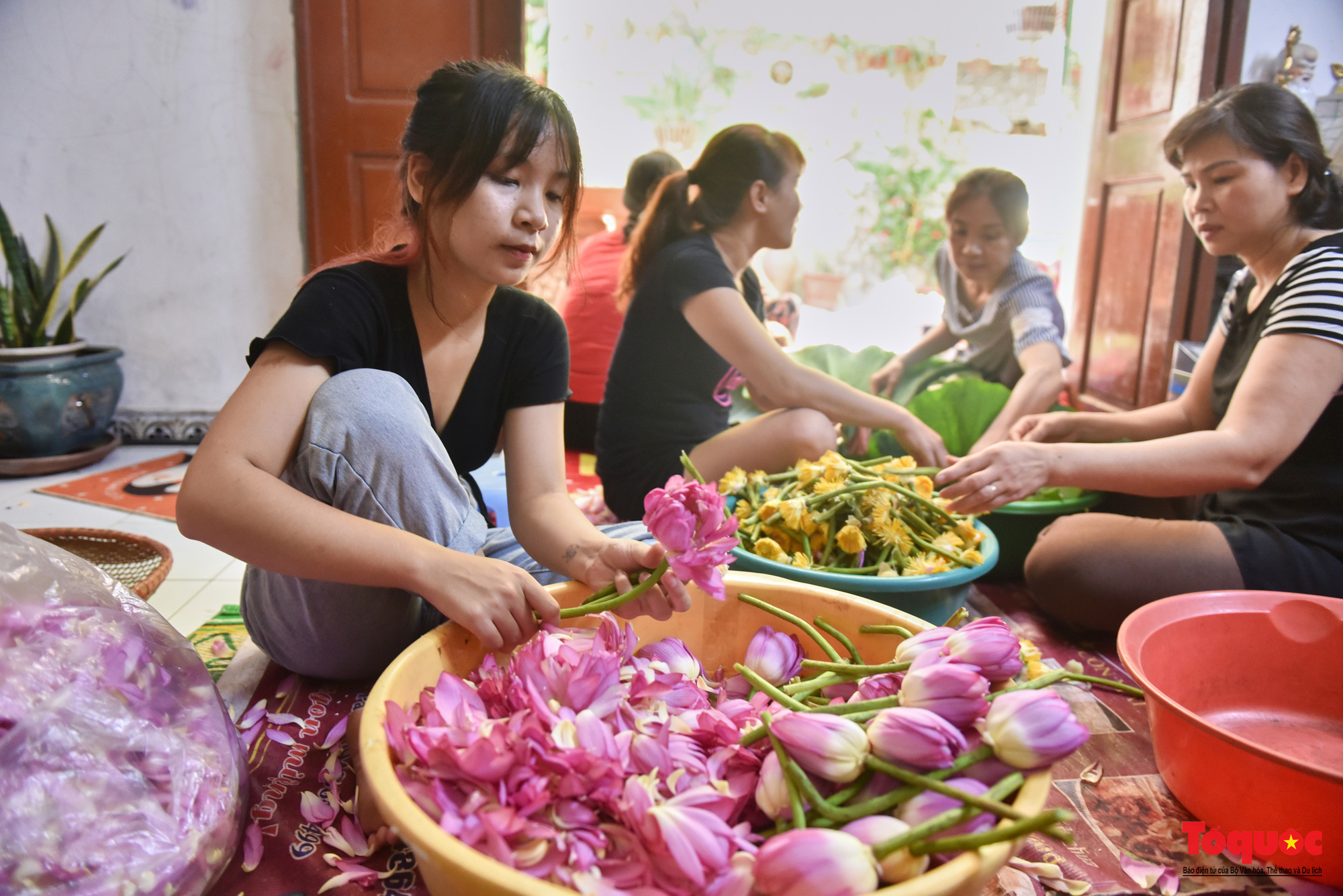  Gia đình Hà Nội suốt 70 năm làm trà ướ sen thứ trà hảo hạng, giá cả chục triệu/kg - Ảnh 4.