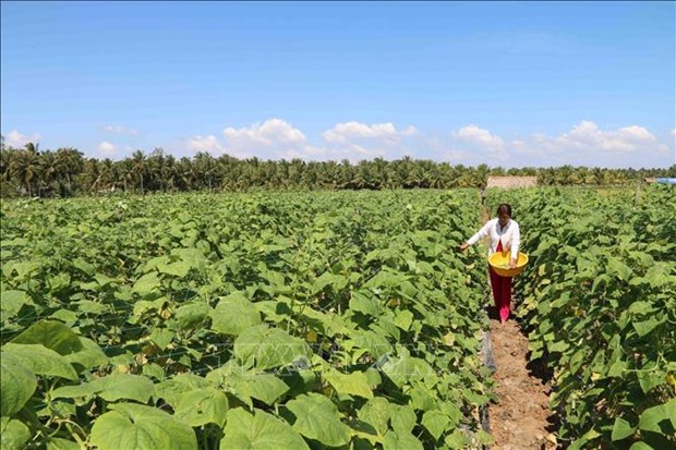 Trà Vinh: Nông dân trồng những thứ rau, quả gì mà ruộng đẹp thu nhập lại cao bất ngờ? - Ảnh 1.