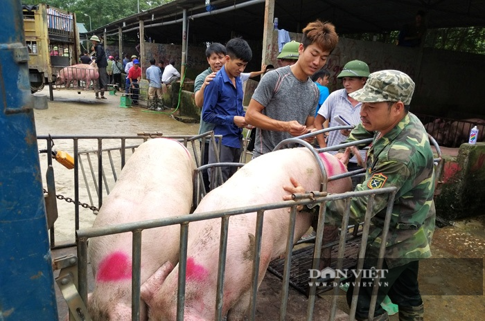 Giá lơn hơi tiếp tục giảm sâu, chuyên gia dự báo thời điểm thị trường heo hơi phục hồi - Ảnh 1.