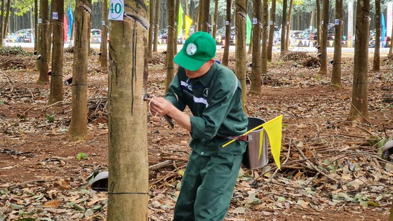 Trung Quốc gom lượng khổng lồ chỉ để phục vụ một ngành, xuất khẩu tăng 119%, cổ phiếu ngành cao su rủ nhau tăng giá - Ảnh 2.