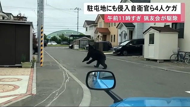 Một con gấu hoang bị bắn chết sau khi làm bốn người bị thương ở Nhật Bản - Ảnh 3.
