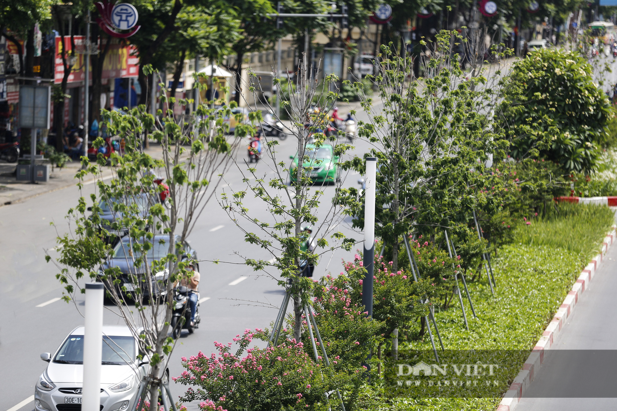 Hàng cây phong lá đỏ trên đường Nguyễn Chí Thanh được đào chuyển trong đêm giữa đợt nắng nóng hơn 40 độ - Ảnh 1.