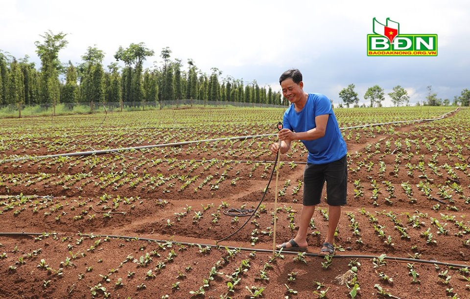 Trồng cà tím Nhật Bản, nông dân Đắk Nông bán cho ai mà hái cả trăm tấn trái vẫn không lo dội chợ? - Ảnh 4.