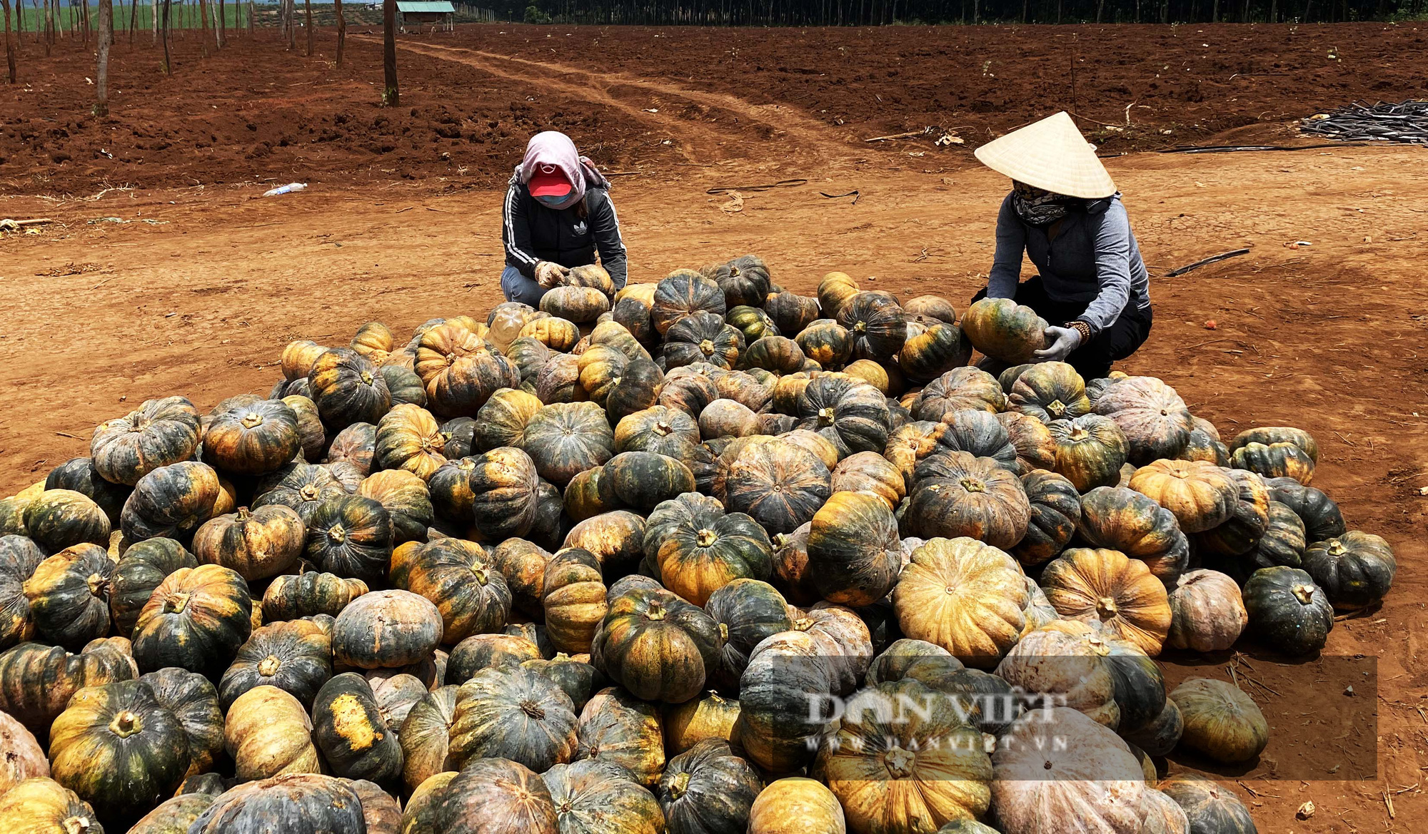 Tây Nguyên: Nông sản đồng loạt rớt giá, ùn ứ - Ảnh 3.