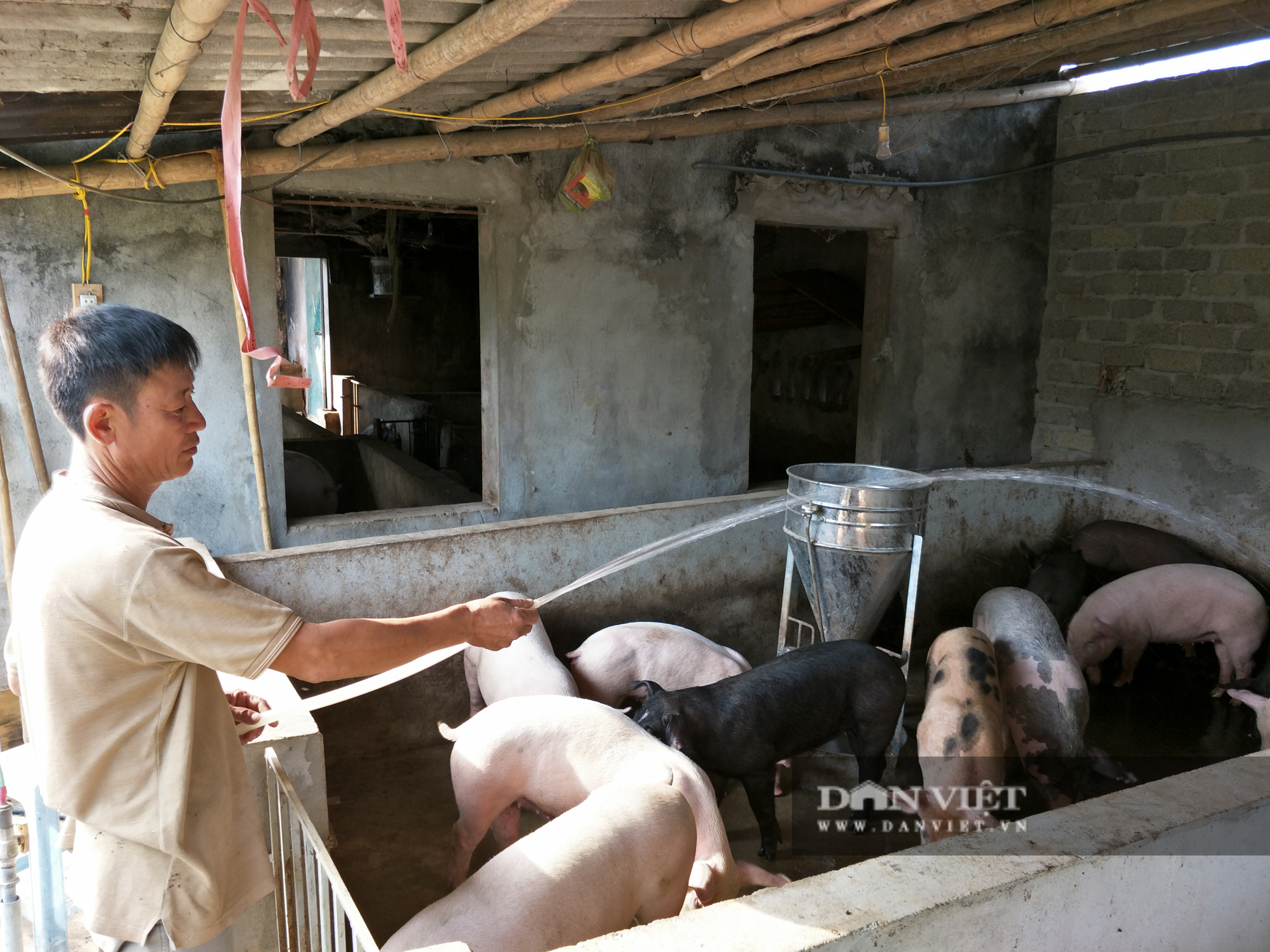 Giá lợn hơi bất ngờ nhích lên ở một số vùng, giá thịt ở chợ vẫn cao vút vì lý do này? - Ảnh 1.
