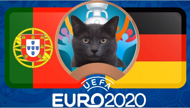 Mèo &quot;tiên tri Cass&quot; dự đoán tỷ số Bồ Đào Nha vs Đức - Ảnh 1.