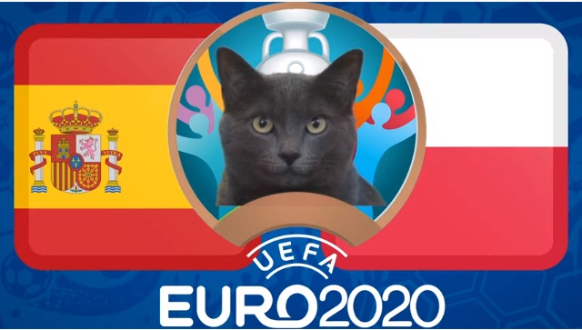 Mèo &quot;tiên tri Cass&quot; dự đoán tỷ số Tây Ban Nha vs Ba Lan - Ảnh 1.
