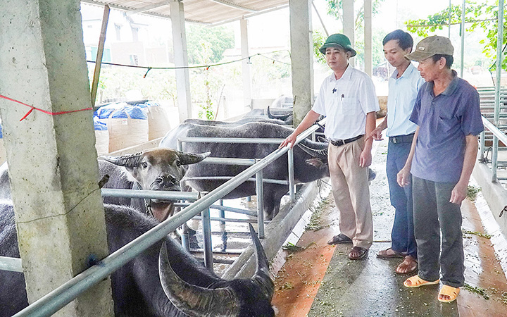 Quảng Trị: Nuôi trâu vỗ béo, cho nghe nhạc, ăn bã bia, tắm phun sương, mỗi năm bán 100 con, lời 500 triệu