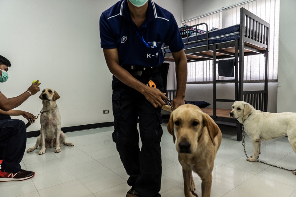 Huấn luyện chó phát hiện nhanh người mắc Covid-19 ở Thái Lan - Ảnh 1.