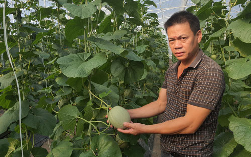 Làm cái chuyện không ai dám làm ở vùng cát nắng chang chang, ông nông dân chân đất Quảng Bình nay thành triệu phú