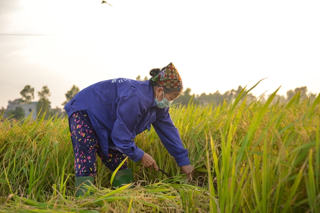 Ngày ông trời “đổ lửa”, nắng như thiêu như đốt, nông dân Thủ đô vẫn ra đồng thu hoạch lúa - Ảnh 9.