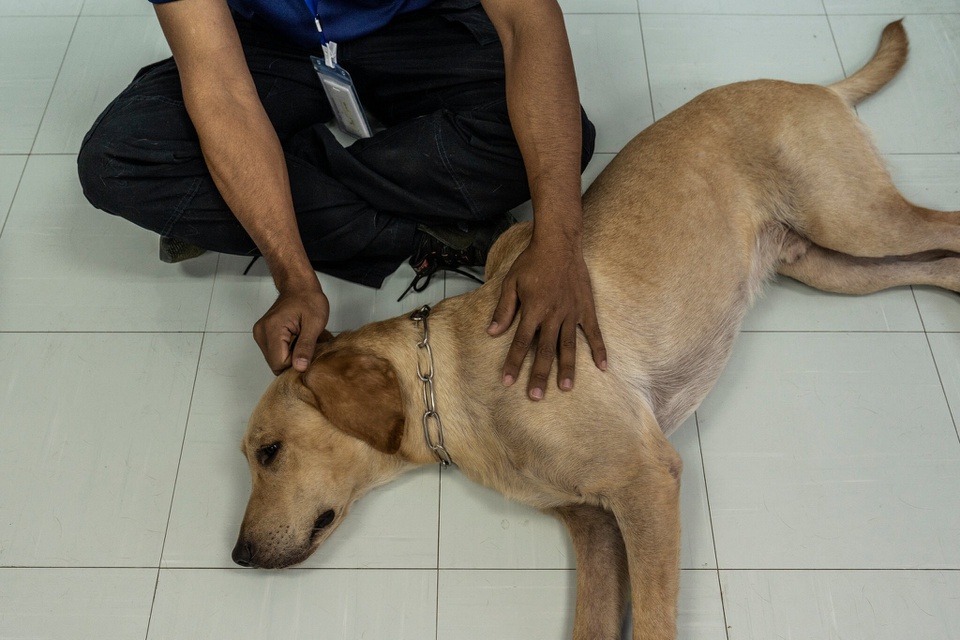 Huấn luyện chó phát hiện nhanh người mắc Covid-19 ở Thái Lan - Ảnh 4.