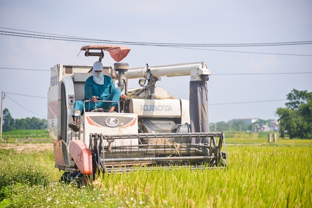 Ngày ông trời “đổ lửa”, nắng như thiêu như đốt, nông dân Thủ đô vẫn ra đồng thu hoạch lúa - Ảnh 3.