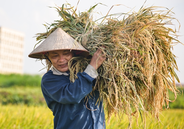 Ngày ông trời “đổ lửa”, nắng như thiêu như đốt, nông dân Thủ đô vẫn ra đồng thu hoạch lúa - Ảnh 11.