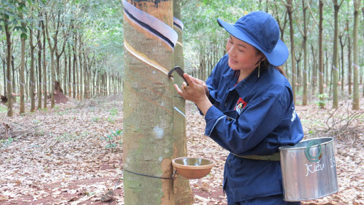 Trung Quốc mua nhiều chưa từng có, giá loại nông sản này của Việt Nam tăng nhanh, nông dân mở mắt có tiền triệu - Ảnh 1.