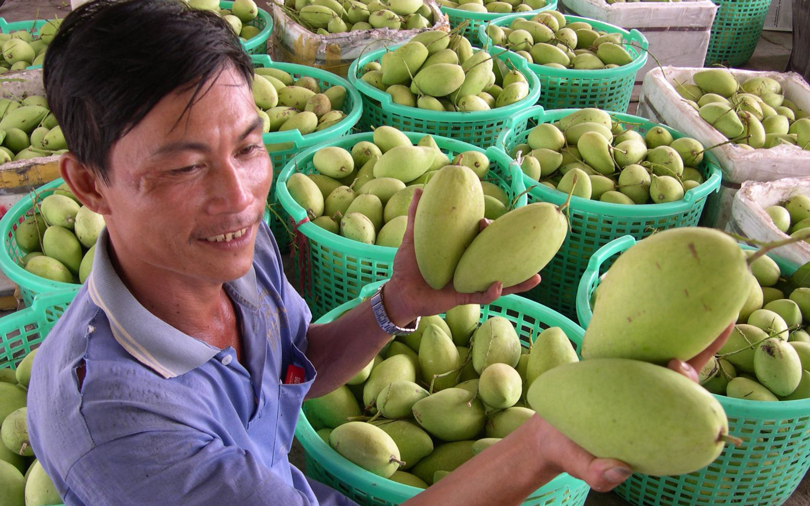 Ba loại trái cây của Việt Nam đang bán lượng khổng lồ sang Trung Quốc sẽ phải cạnh tranh với Campuchia, là những quả nào?