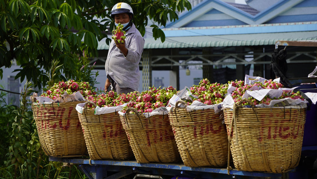 Trung Quốc vung tiền mua lượng trái cây khổng lồ của Việt Nam, loại quả nào được mua nhiều nhất? - Ảnh 1.