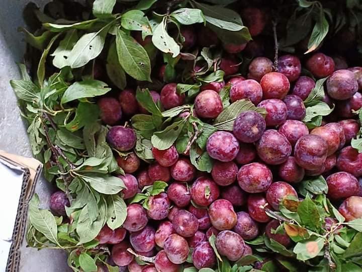 Lào Cai: Vào mùa mận máu ruột đỏ rực, quả bé tí ai cũng thích mua, đặt hàng đều đều qua Zalo, Facebook - Ảnh 2.