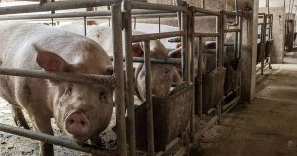 Trung Quốc đối mặt khủng hoảng thừa thịt lợn, giá giảm một nửa trong 6 tháng - Ảnh 1.