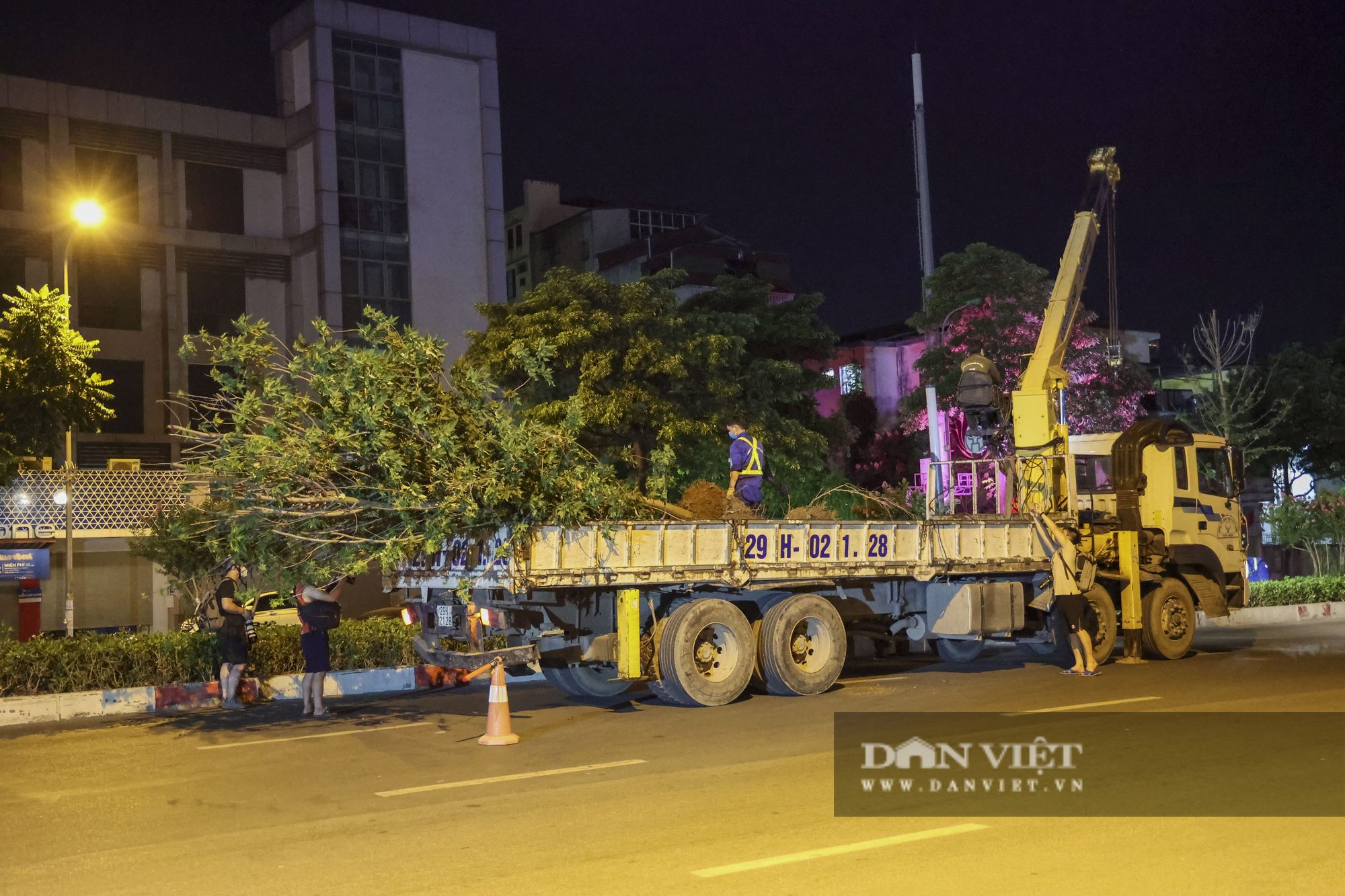 Hà Nội di dời hàng cây phong lá đỏ trong đêm... để tránh nắng - Ảnh 5.