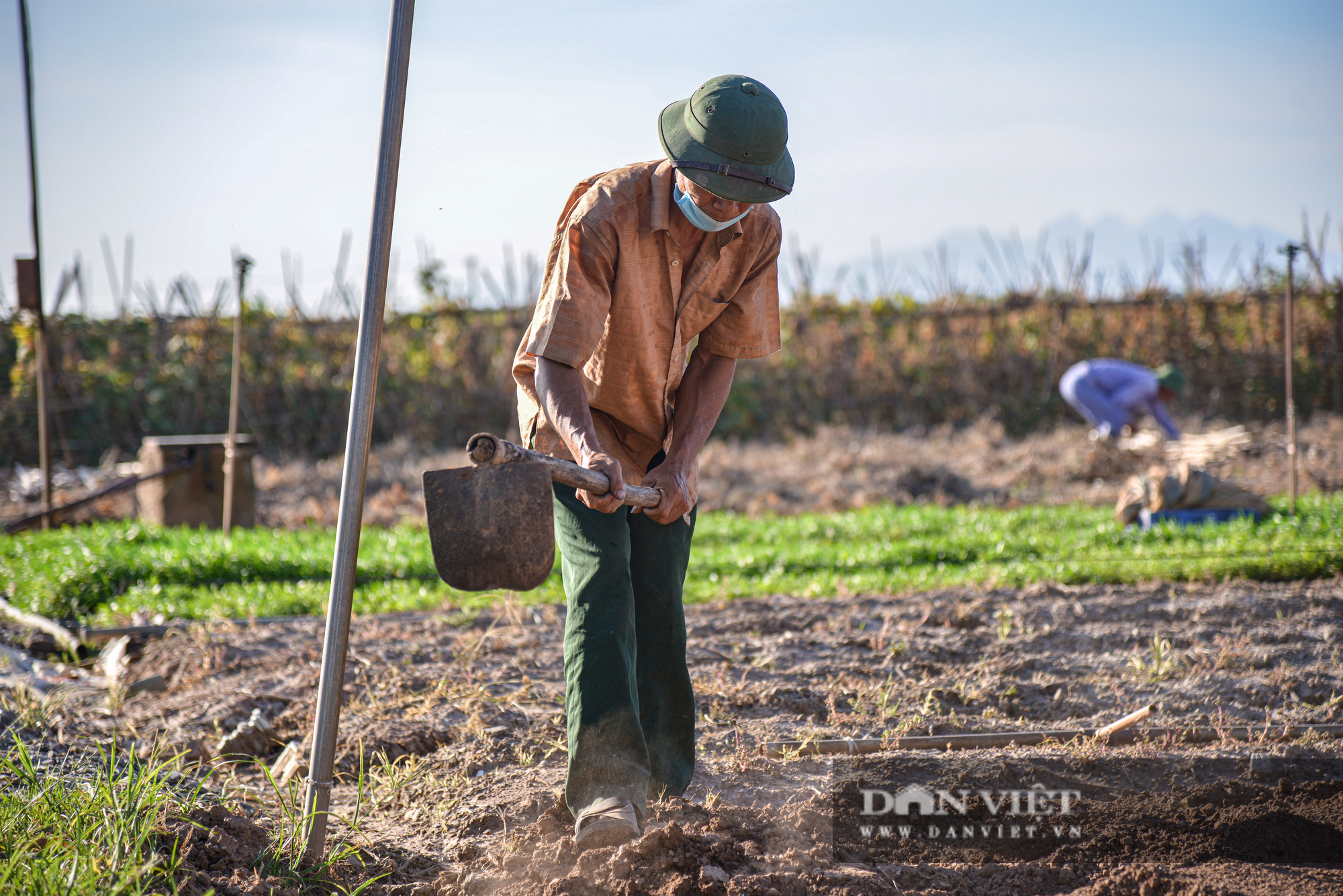 Nông dân đội nắng thu hoạch nông sản và cải tạo đất cho mùa vụ mới - Ảnh 11.