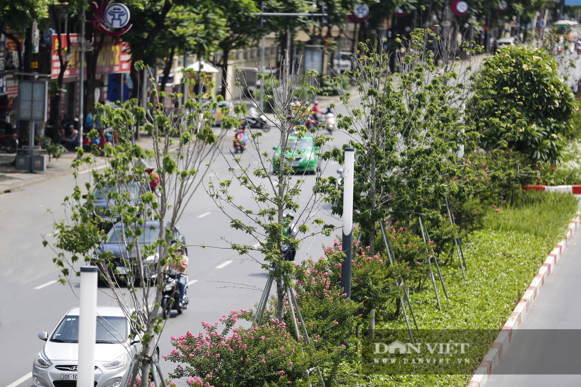 Hà Nội rút ra bài học gì qua việc trồng thử nghiệm cây phong lá đỏ đường Trần Duy Hưng? - Ảnh 4.