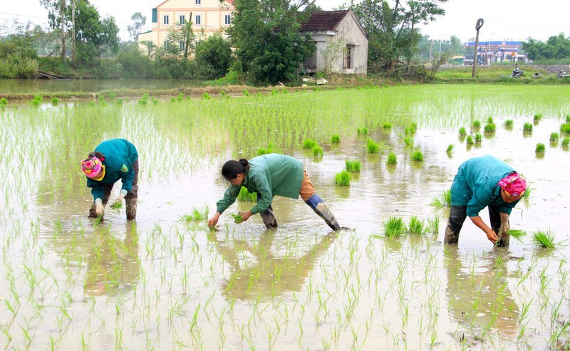 Bất chấp thời tiết nắng nóng cực đỉnh, chị Tình cùng nhóm lao động cấy thuê vẫn bám trụ ngoài đồng ruộng tới 10 giờ sáng. Ảnh: N.T