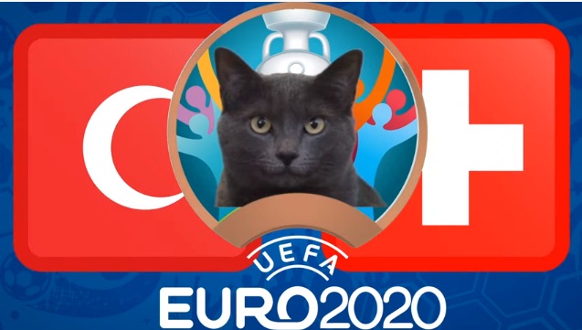 Mèo tiên tri Cass dự đoán kết quả Thụy Sĩ vs Thổ Nhĩ Kỳ: Nghiêng bên nào? - Ảnh 1.