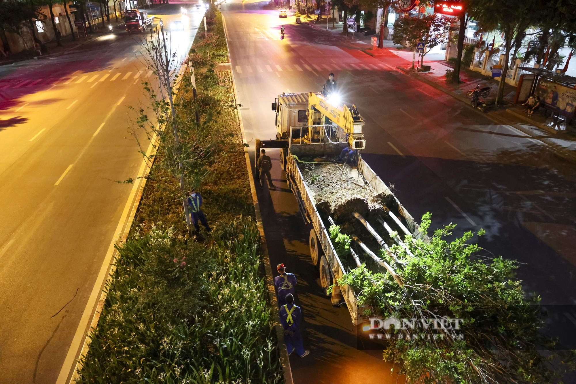 Hà Nội rút ra bài học gì qua việc trồng thử nghiệm cây phong lá đỏ đường Trần Duy Hưng? - Ảnh 1.