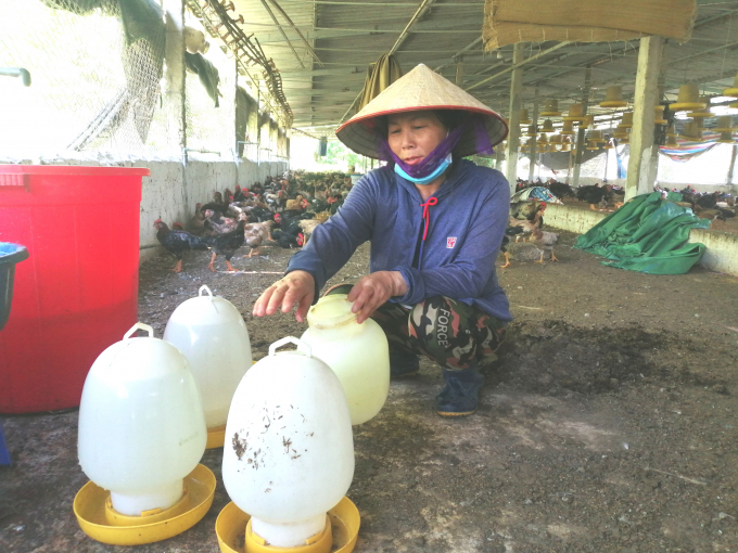 Nông dân ngậm ngùi nhìn gà Mía tăng trên 100.000 đồng/kg - Ảnh 2.