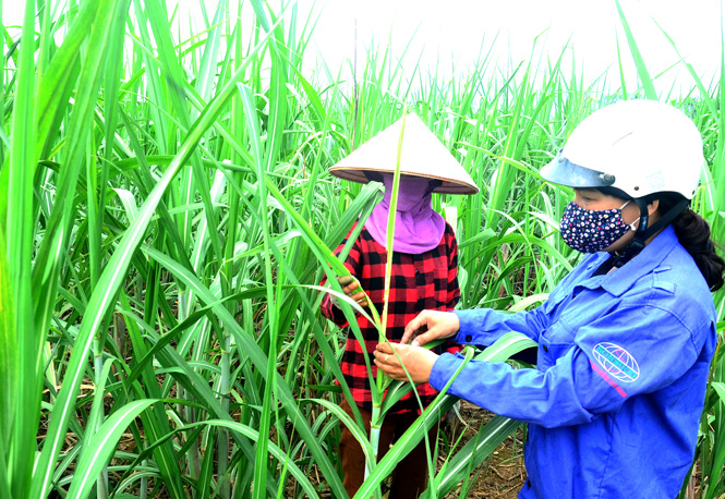 Áp thuế đường Thái Lan: Người nông dân đã có kế hoạch mở rộng trồng mía - Ảnh 1.