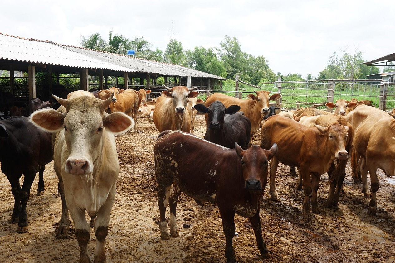 Chuyện lạ Bến Tre: Nuôi bò không phải đợi bán bò mới thu được tiền, mà bán phân bò cũng kiếm tiền triệu - Ảnh 1.