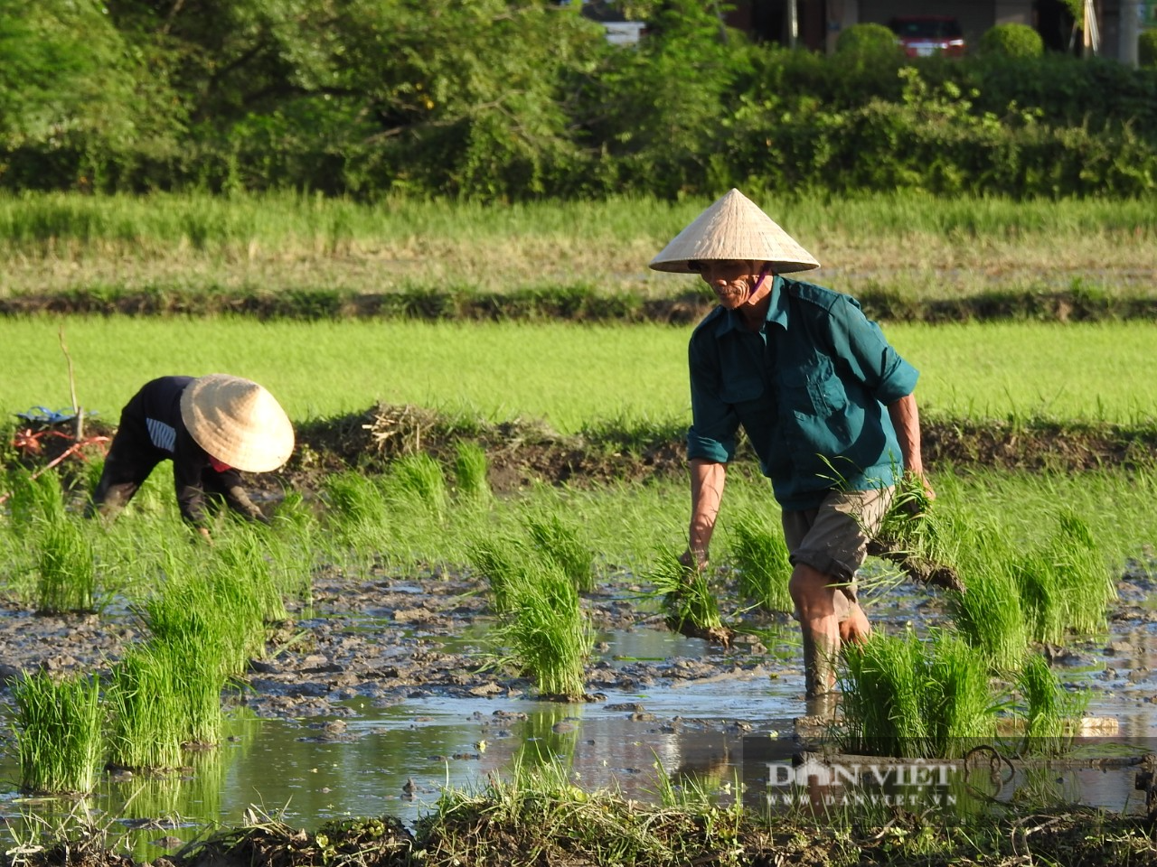 Hà tĩnh: Nông dân tích cực phục hồi sản xuất vụ Hè Thu sau bão số 2 - Ảnh 3.