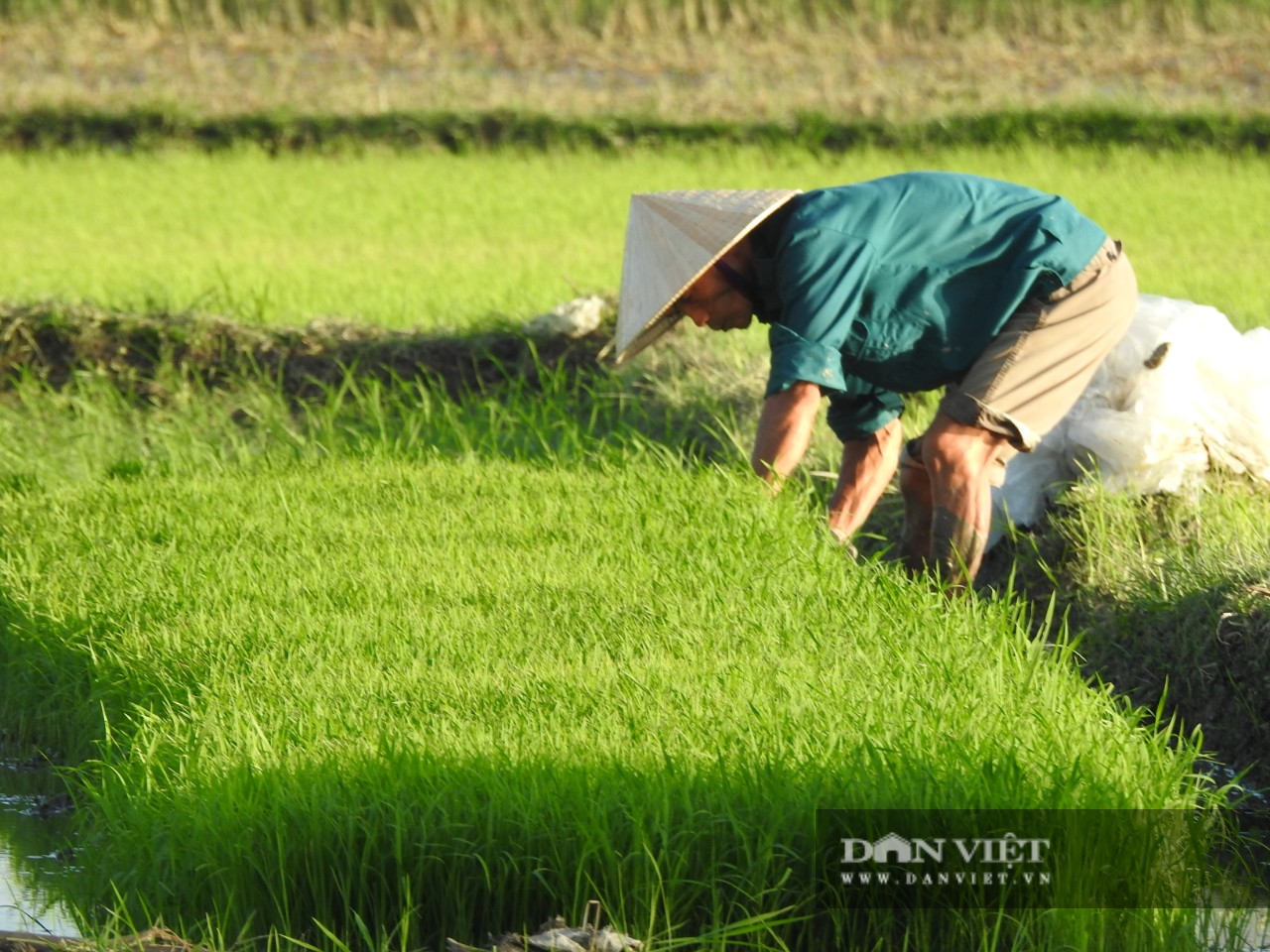 Hà tĩnh: Nông dân tích cực phục hồi sản xuất vụ Hè Thu sau bão số 2 - Ảnh 6.