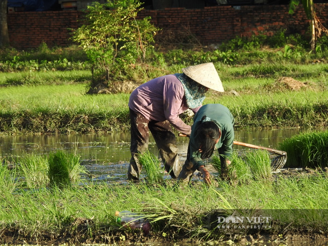 Hà tĩnh: Nông dân tích cực phục hồi sản xuất vụ Hè Thu sau bão số 2 - Ảnh 7.