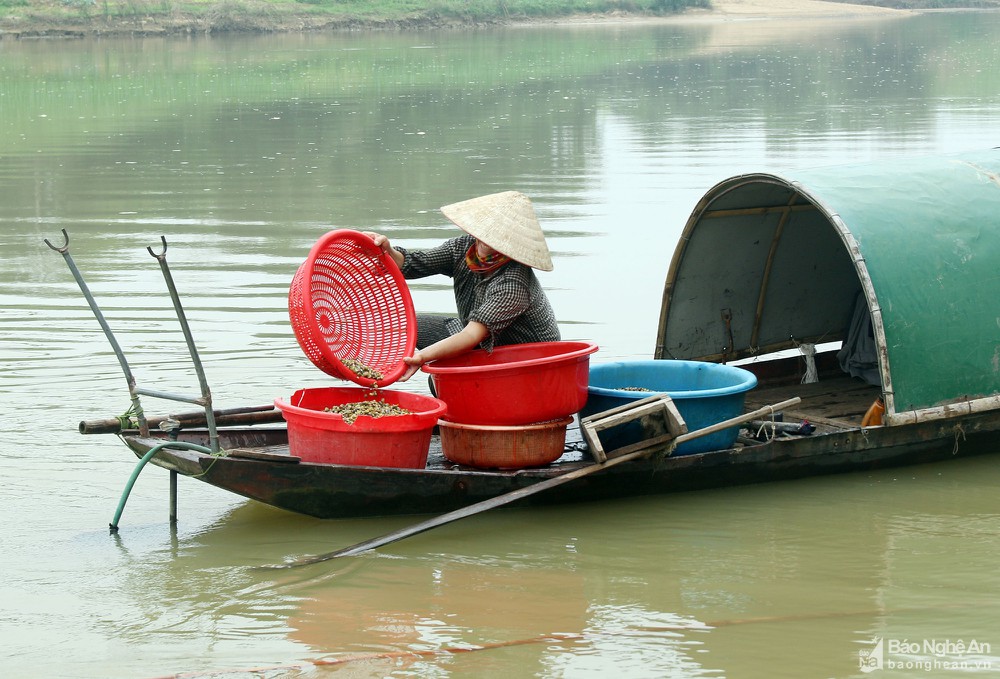 Nghệ An: Lặn ngụp như rái cá giữa cái nóng như thiêu đốt, dân cào loại đặc sản bé như cái cúc áo - Ảnh 8.