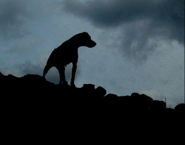 Bóng ma chó đen khổng lồ ở Anh: Truyền thuyết và sự thật rùng rợn - Ảnh 5.