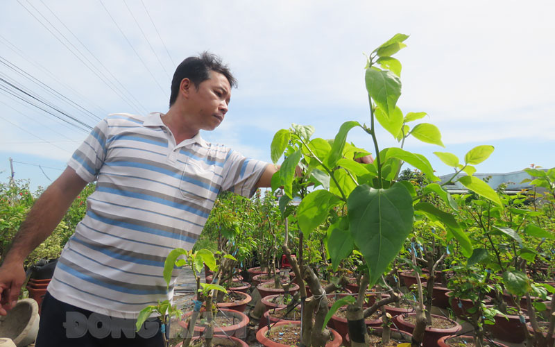 Chỉ trồng hoa giấy bán đi khắp nơi mà một anh nông dân tỉnh Bến Tre trở nên khá giả