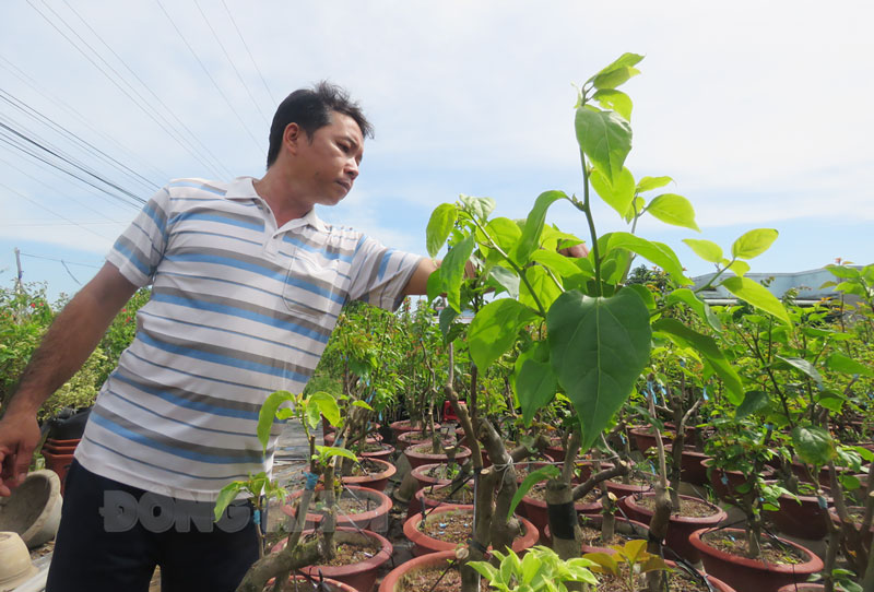 Chỉ trồng hoa giấy bán đi khắp nơi mà một anh nông dân tỉnh Bến Tre trở nên khá giả - Ảnh 1.