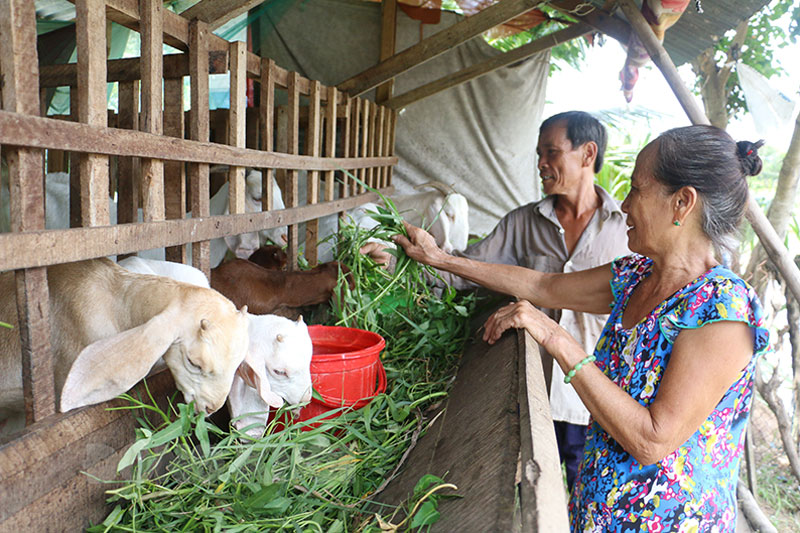 Bến Tre là tỉnh đồng bằng châu thổ, vì sao nông dân ở đây ngày càng nuôi nhiều bò, nuôi nhiều dê? - Ảnh 3.