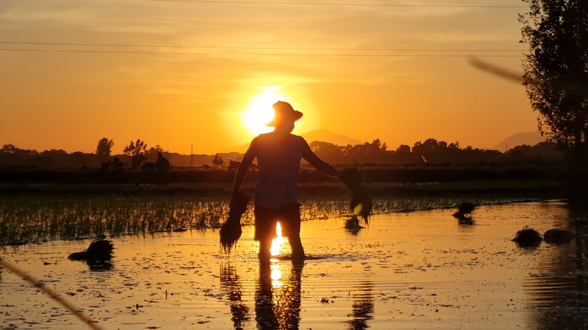 Vào vụ hè thu, nông dân Hà Nội “đi cấy sáng trăng” - Ảnh 2.