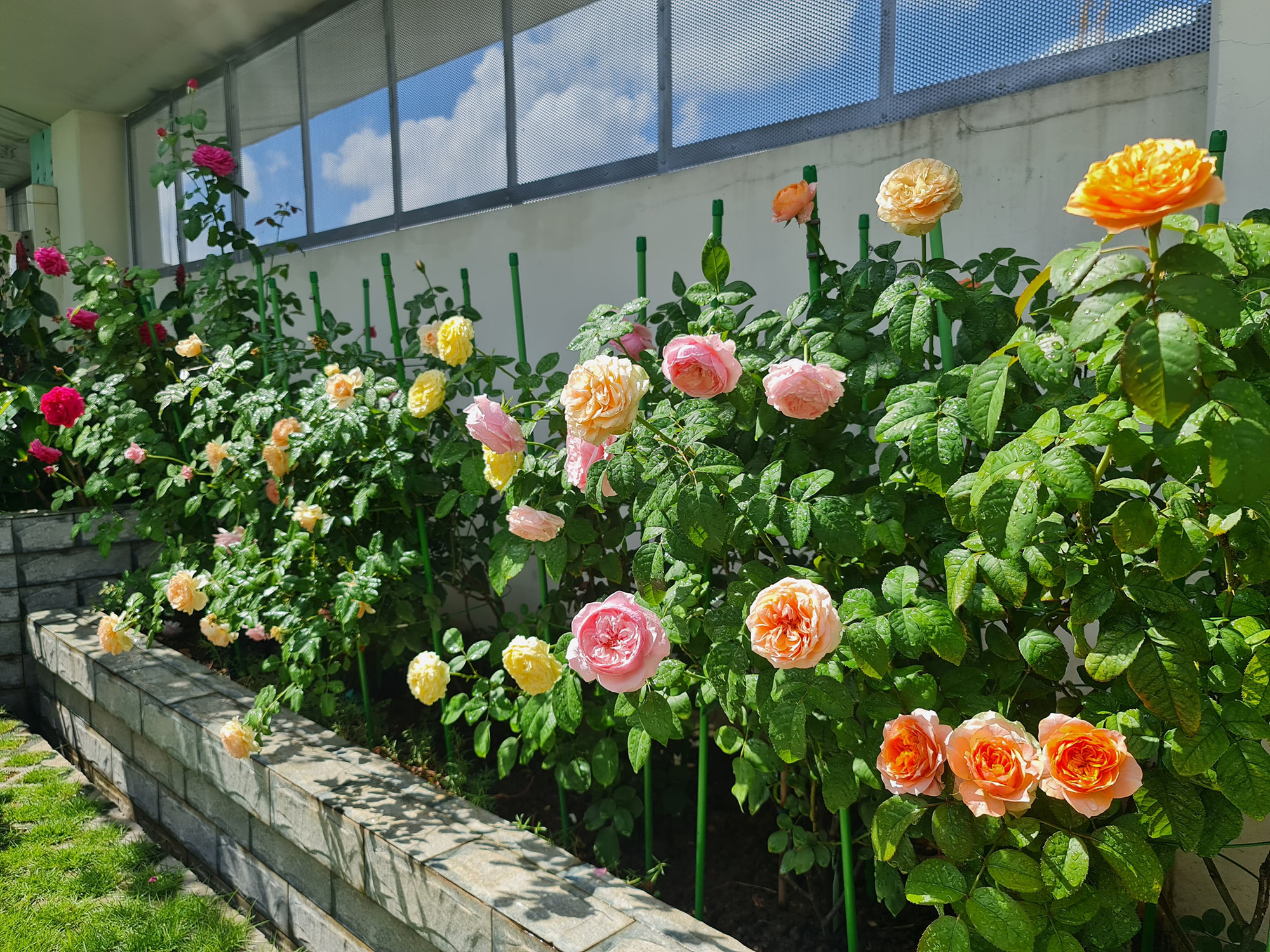 Hoa hồng ngoại với vẻ đẹp hoang dại và bản sắc riêng biệt sẽ giúp bạn có được những hình ảnh tuyệt vời vào bất kỳ mùa nào trong năm. Nhưng để đạt được hiệu quả tối đa, chỉ cần đến với chúng tôi, chúng tôi cam kết cung cấp cho bạn những loại hoa hồng ngoại tốt nhất và được trồng và chăm sóc một cách chu đáo.
