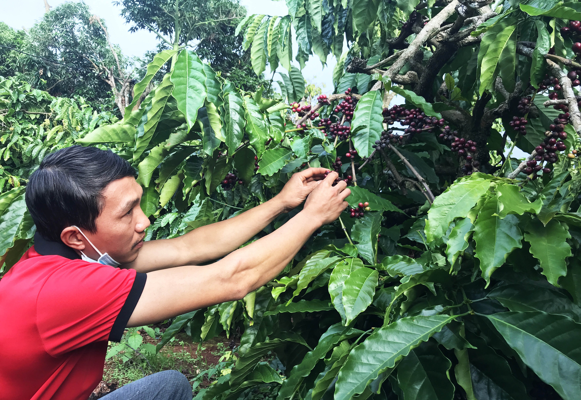 Chương trình cảnh quan bền vững giảm chi phí, tăng thu nhập cho nông dân - Ảnh 4.