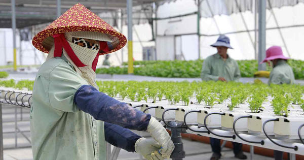 Nông nghiệp công nghệ cao Israel tìm giải pháp &quot;vàng&quot; cho Việt Nam - Ảnh 1.