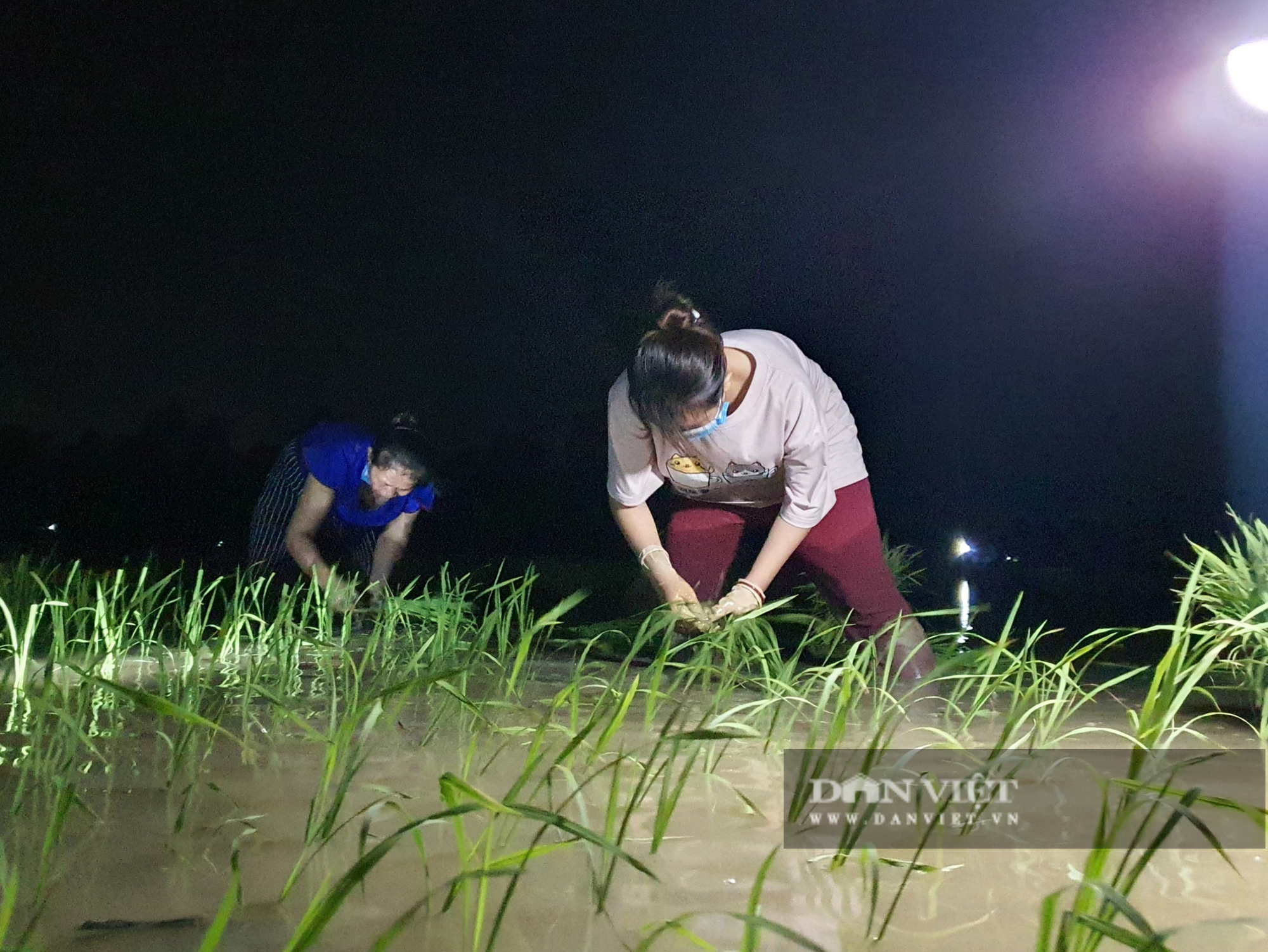 Thanh Hoá: Nắng nóng 40C nông dân Thanh Hóa chong đèn đi cấy lúa đêm  - Ảnh 1.